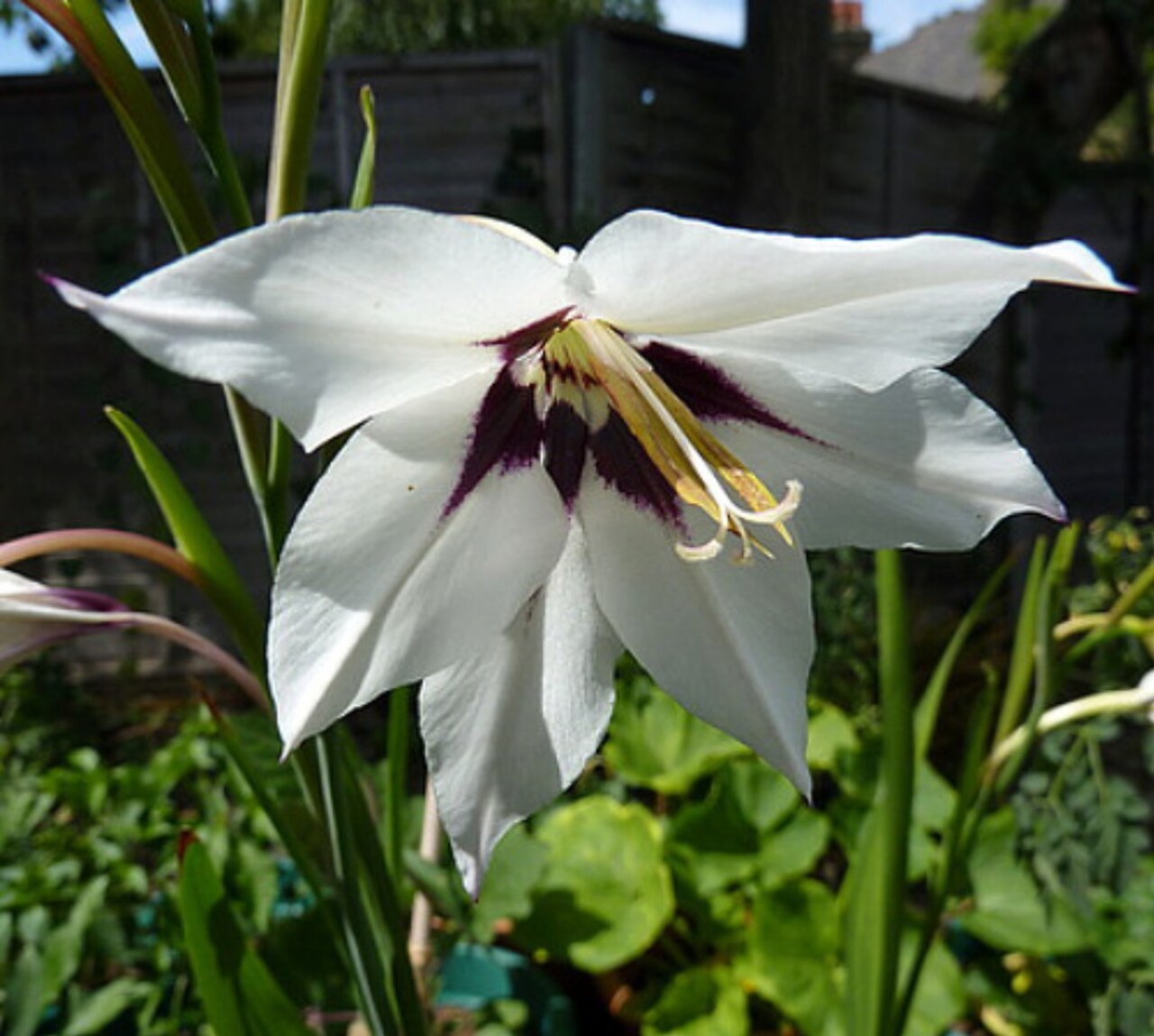 Abyssinian' Gladiolus - Acidanthera (Gladioulus callianthus) 20 Bulbs 8/+ cm